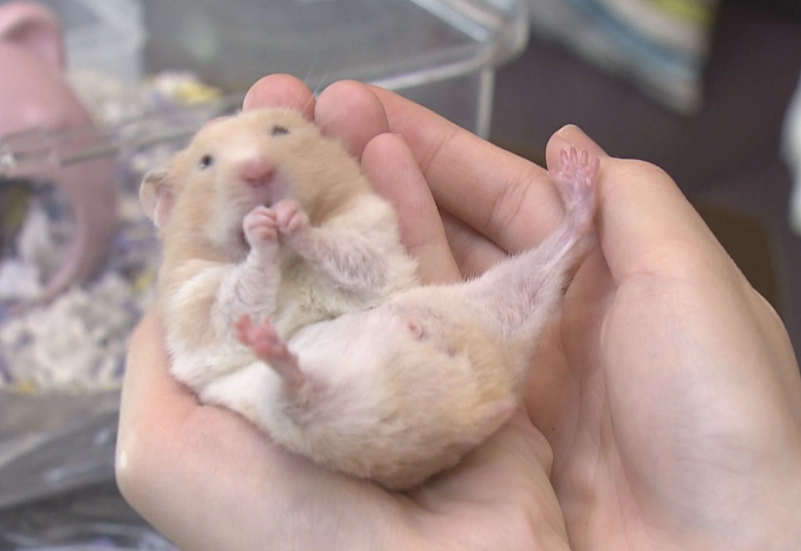 倉鼠不喝水 倉鼠不喝水