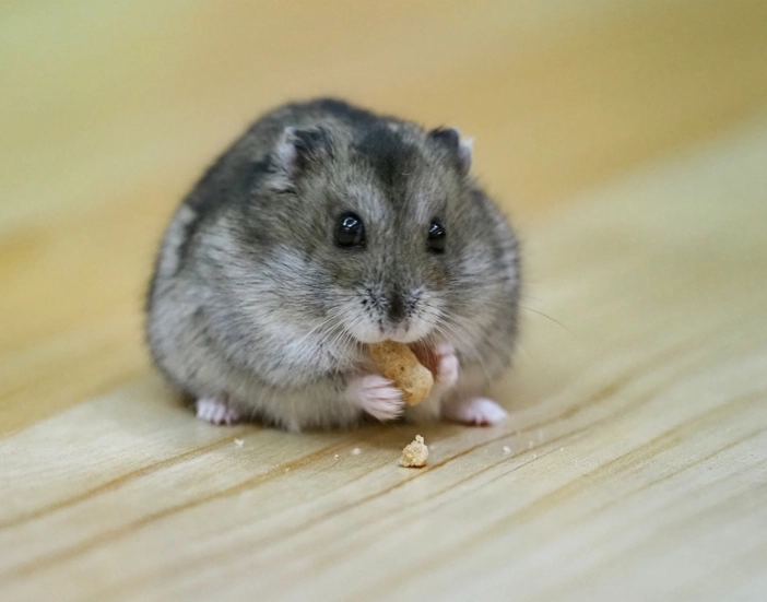 倉鼠脫水症狀 倉鼠脫水症狀