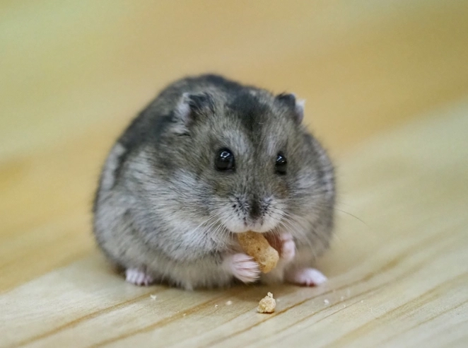 倉鼠骨折怎麼辦 倉鼠骨折怎麼辦