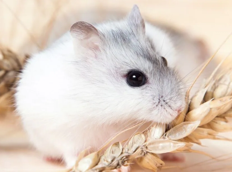 倉鼠不喝水會死嗎