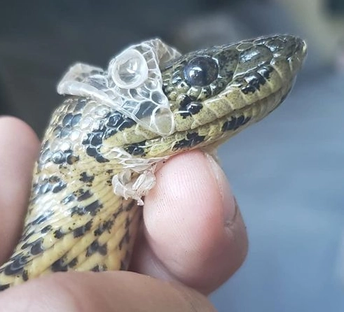 蛇脫皮照護