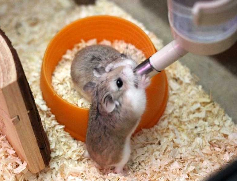 倉鼠飼養注意事項