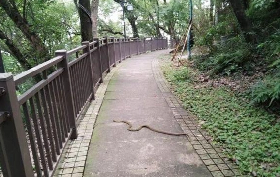 居家防蛇