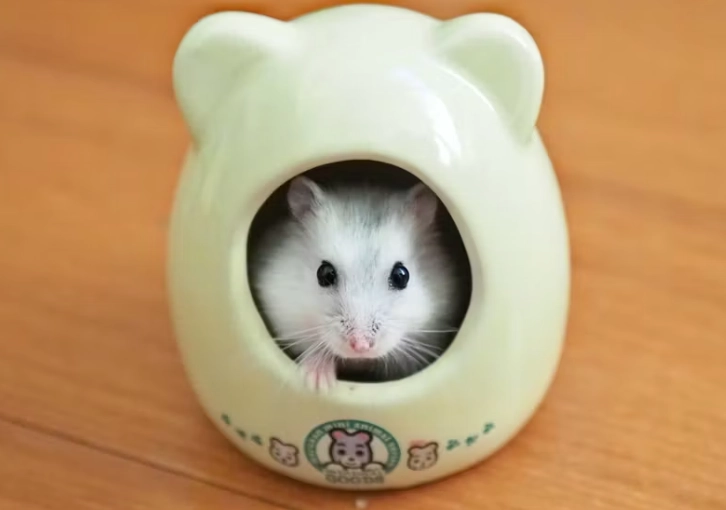 倉鼠活動時間