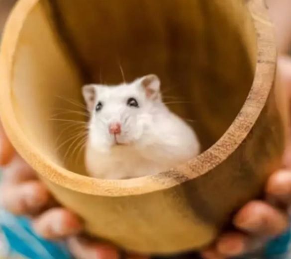 倉鼠飼養注意事項