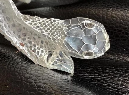 寵物蛇蛻皮 寵物蛇蛻皮