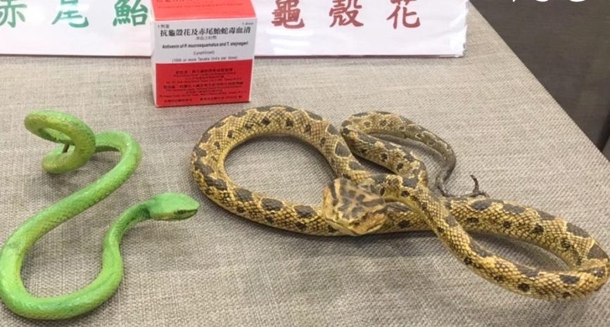 蛇咬傷急救 蛇咬傷急救