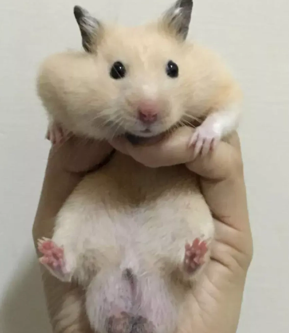 寵物鼠健康