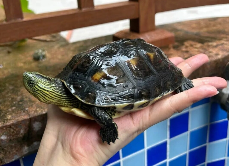 烏龜品種