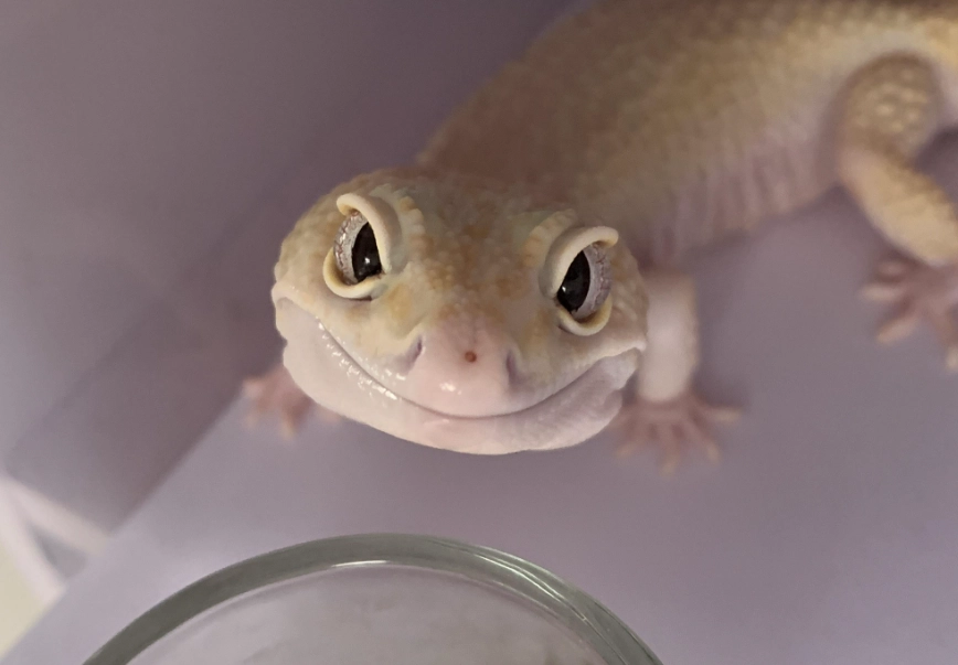 守宮眼睛：飼主必懂的日常照護與眼疾處理