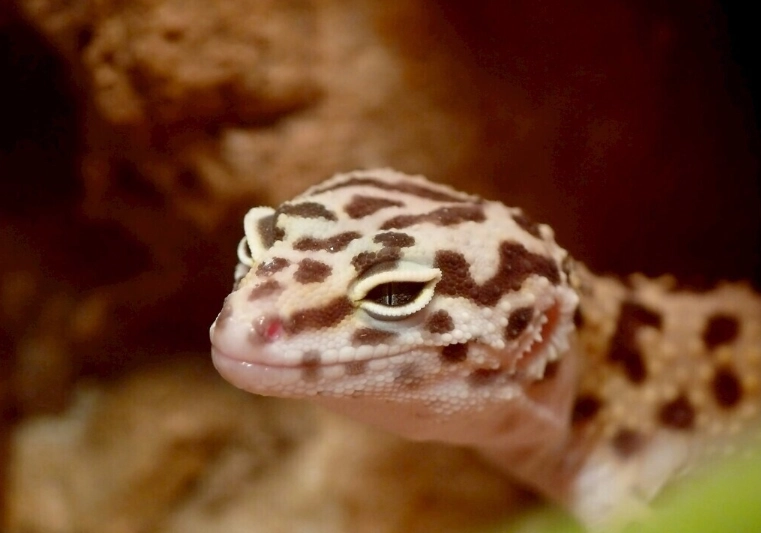 守宮眼睛照護