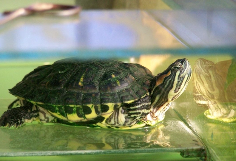 龜類飼養
