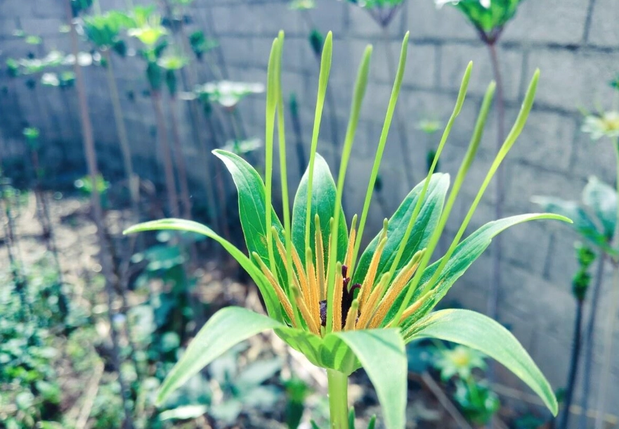 驅蛇植物