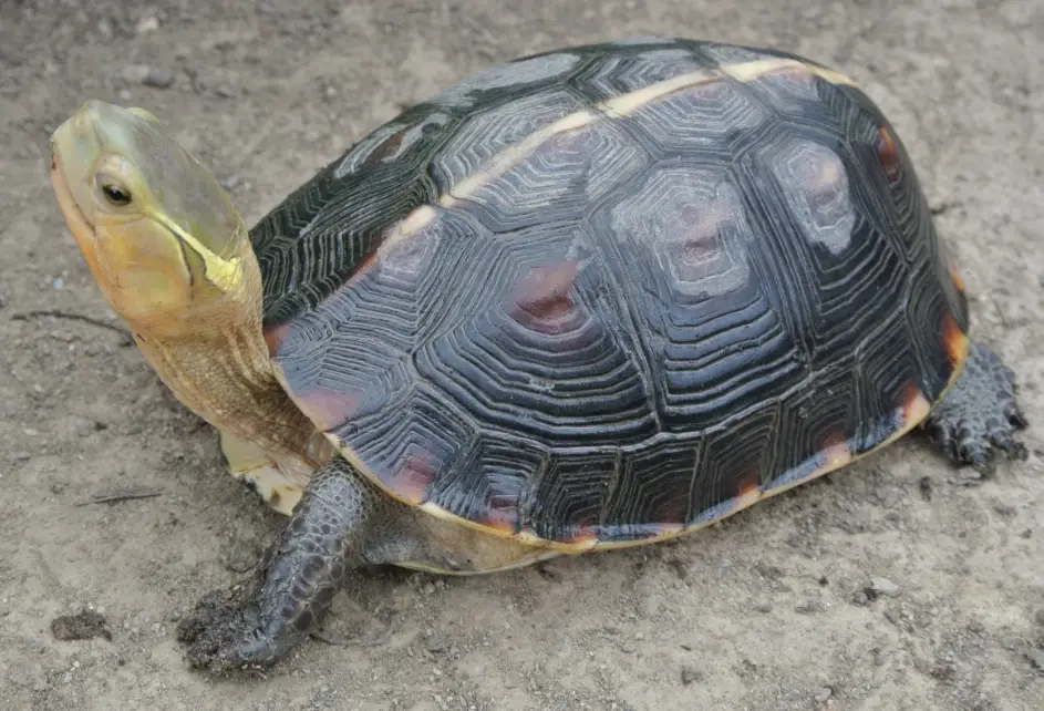 食蛇龜飼養