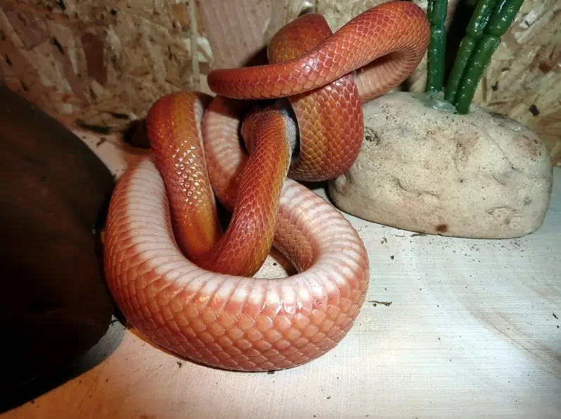 玉米蛇飼養 玉米蛇飼養