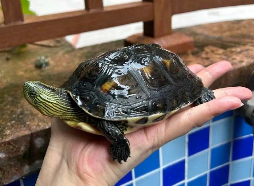 寵物龜種類