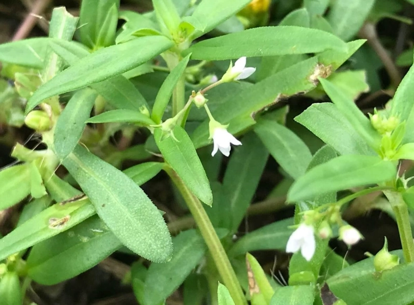 蛇舌草煮法 蛇舌草煮法