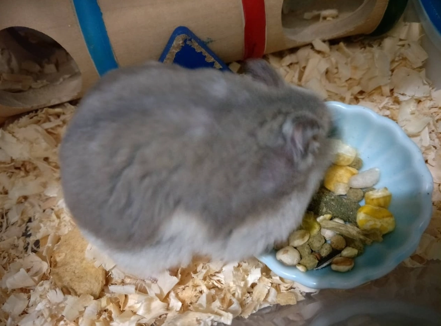 小倉鼠飼養