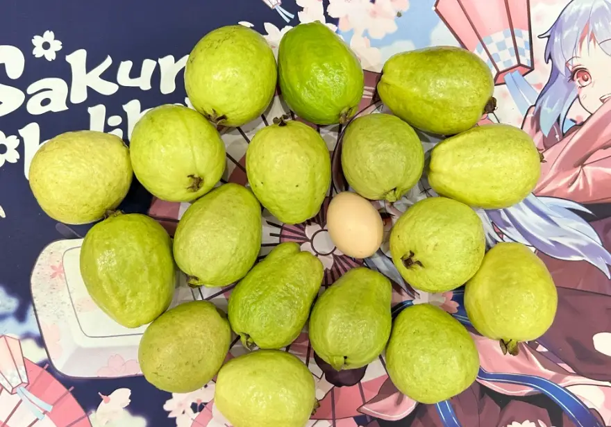 芭樂禁忌 芭樂禁忌