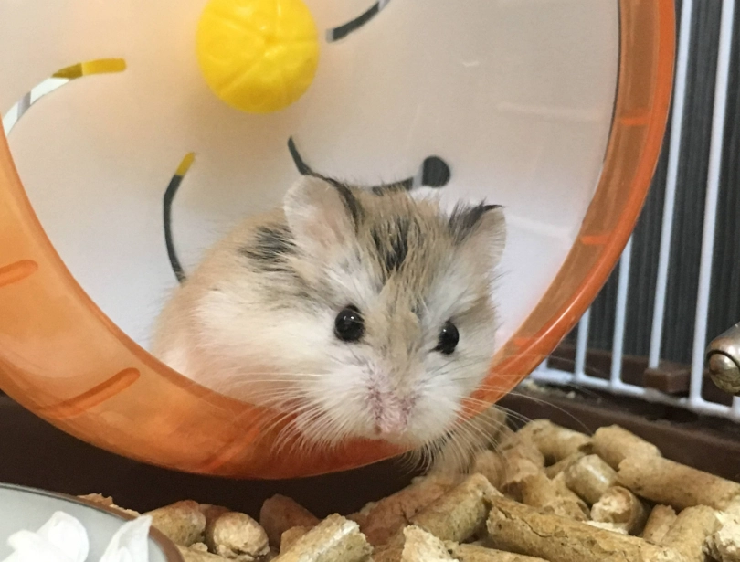 趴趴鼠健康