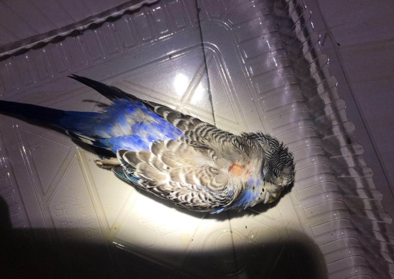 鸚鵡善終 鸚鵡善終