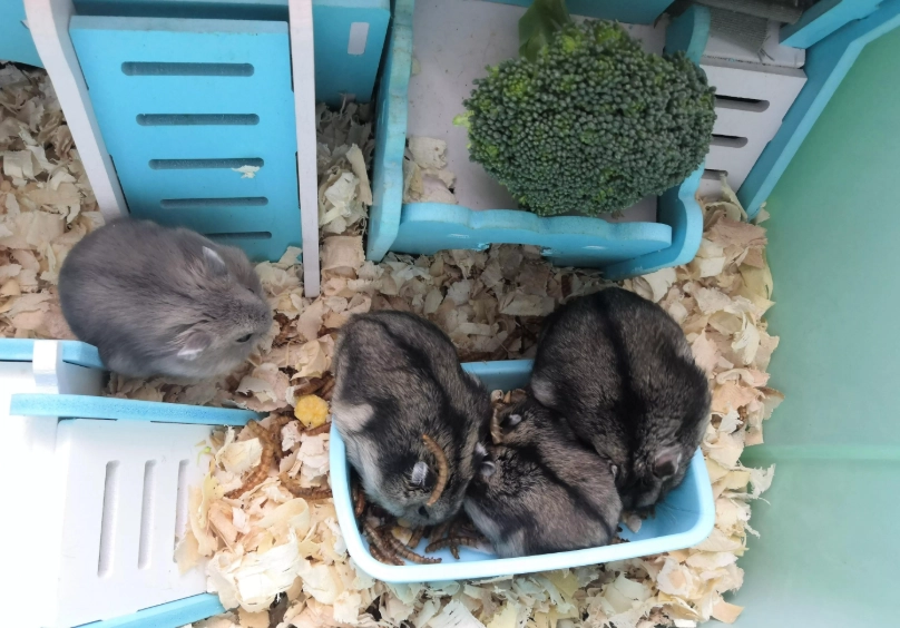 三線鼠照顧 三線鼠照顧