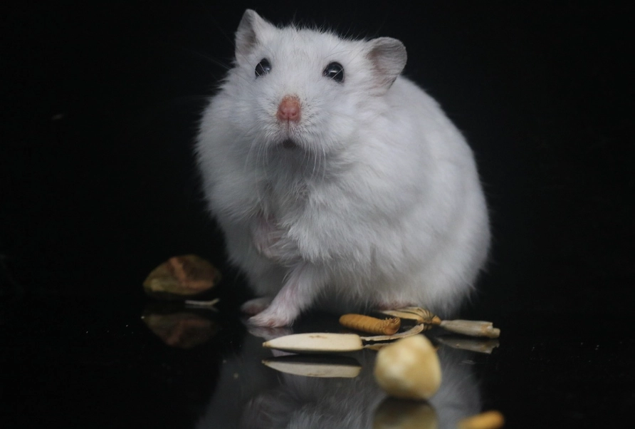 趴趴鼠飼養