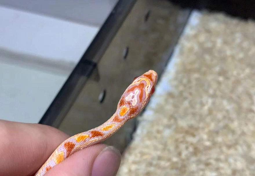 玉米蛇飼養 玉米蛇飼養
