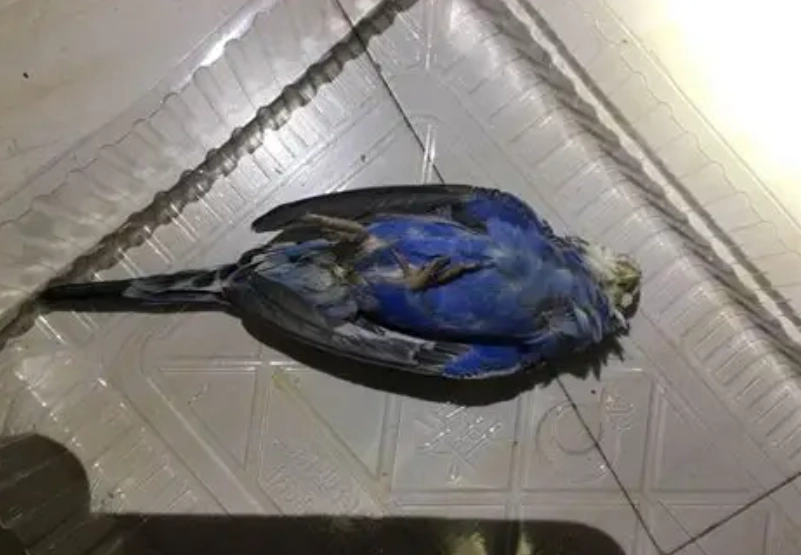 鸚鵡火化 鸚鵡火化