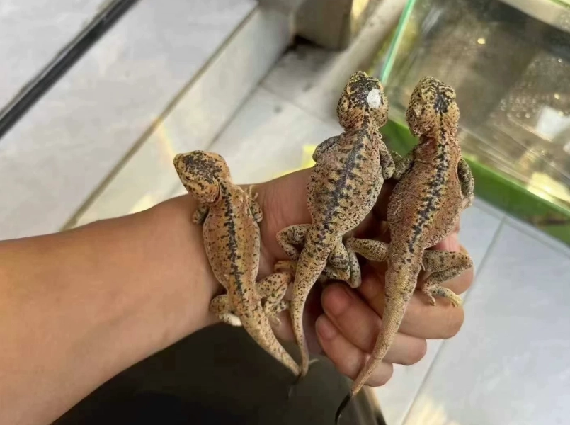 巨人守宮餵食
