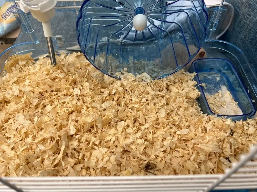 倉鼠沙推薦 倉鼠沙推薦