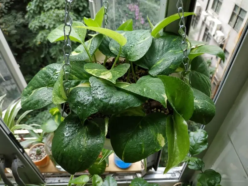 黃金葛水培換水