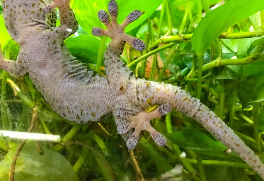 驅趕壁虎 驅趕壁虎