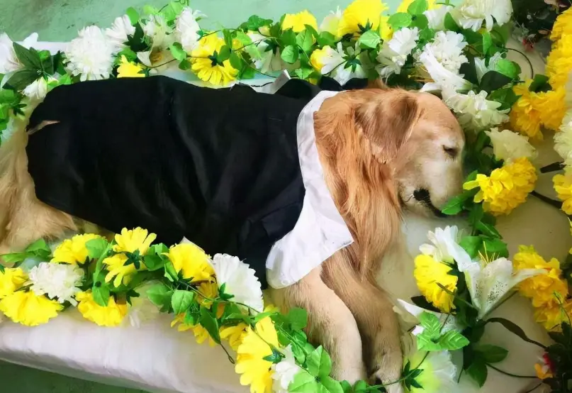 寵物遺體處理