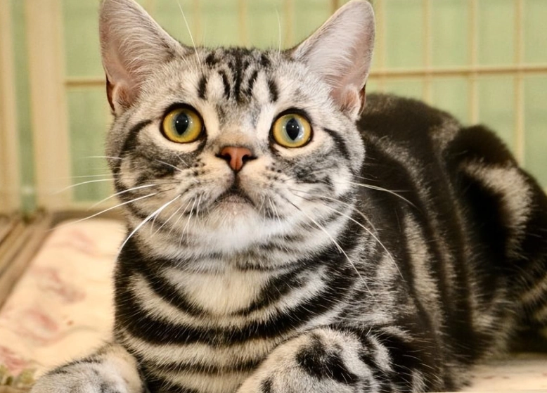 虎斑貓飼養