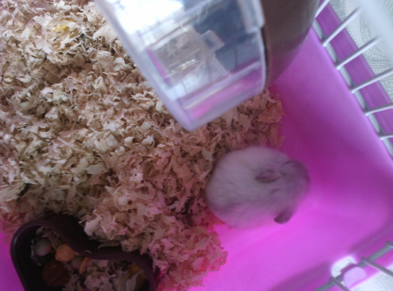 銀狐倉鼠飼養 銀狐倉鼠飼養
