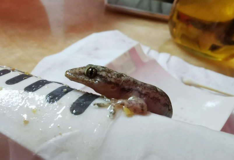 壁虎咬人