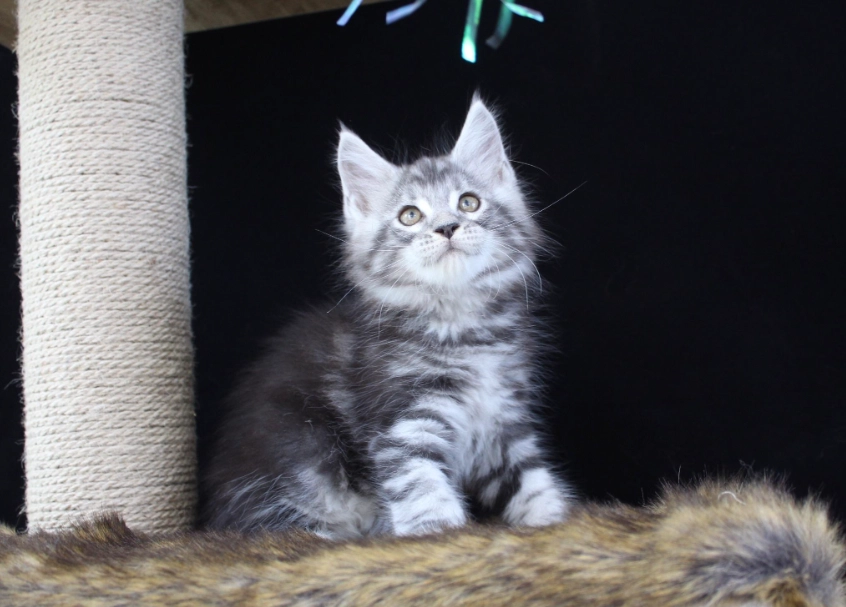長毛虎斑貓飼養