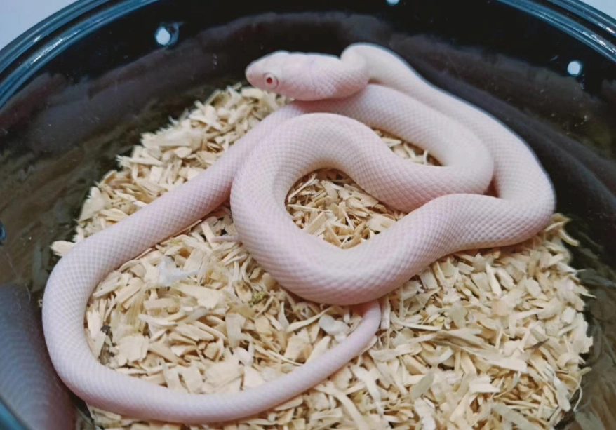 寵物蛇飼養 寵物蛇飼養