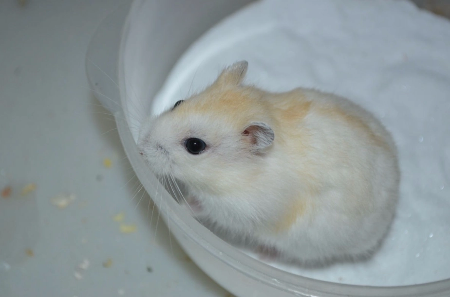 布丁鼠飼養 布丁鼠飼養