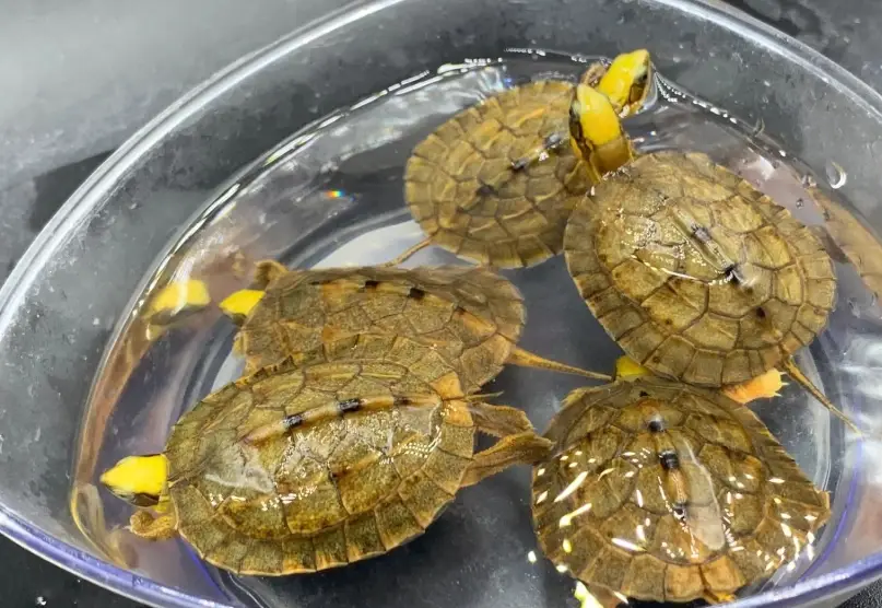 寵物龜種類