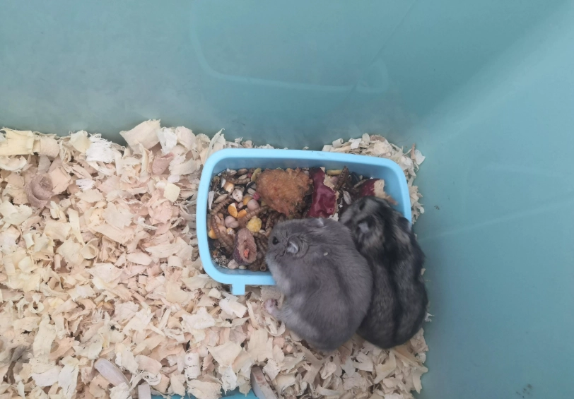 三線倉鼠飼養 三線倉鼠飼養