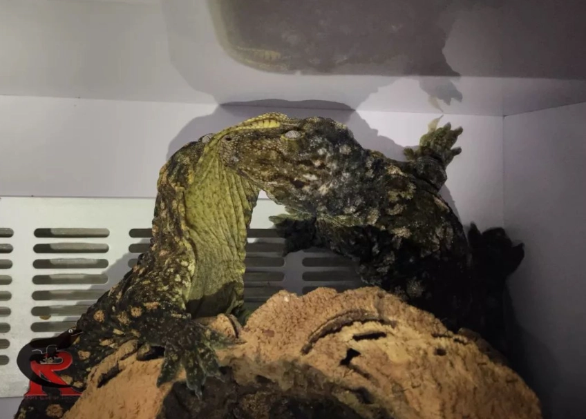 巨人守宮餵食