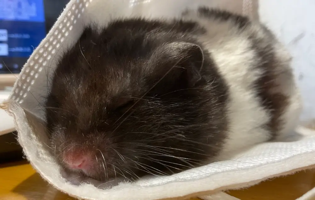 倉鼠環境溫度