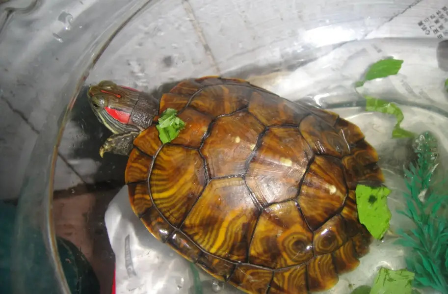 水龜飼養比較