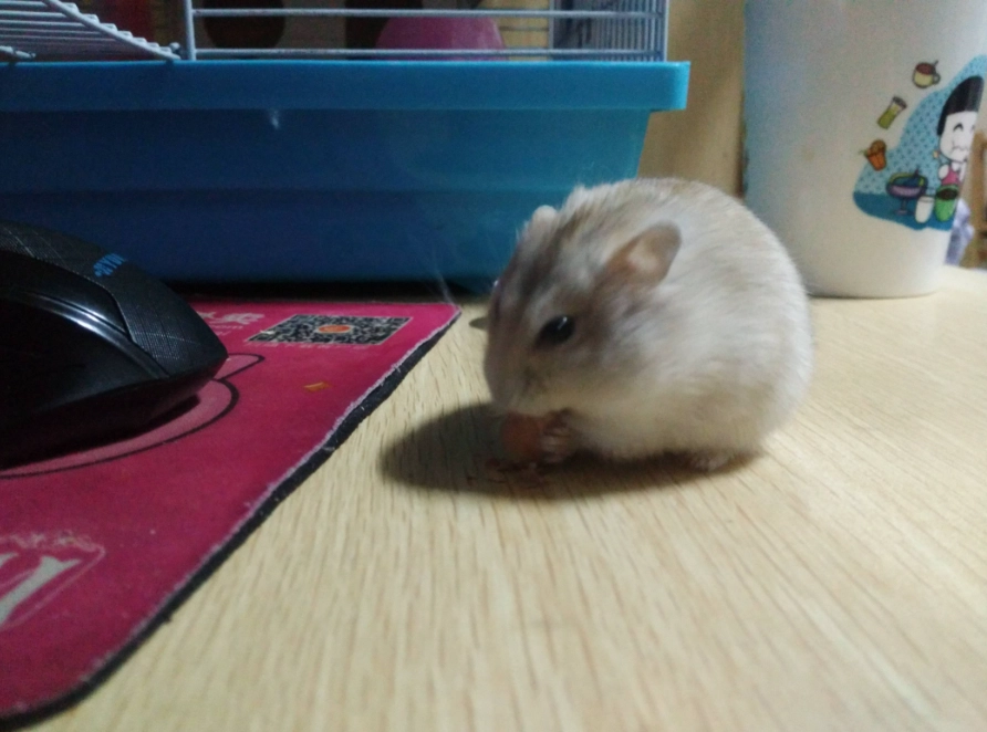 倉鼠懷孕