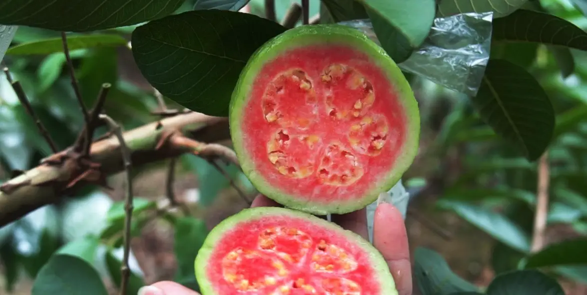 芭樂營養 芭樂營養