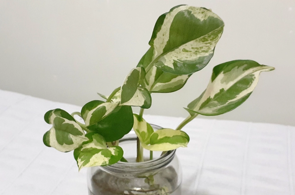 黃金葛養護 黃金葛養護