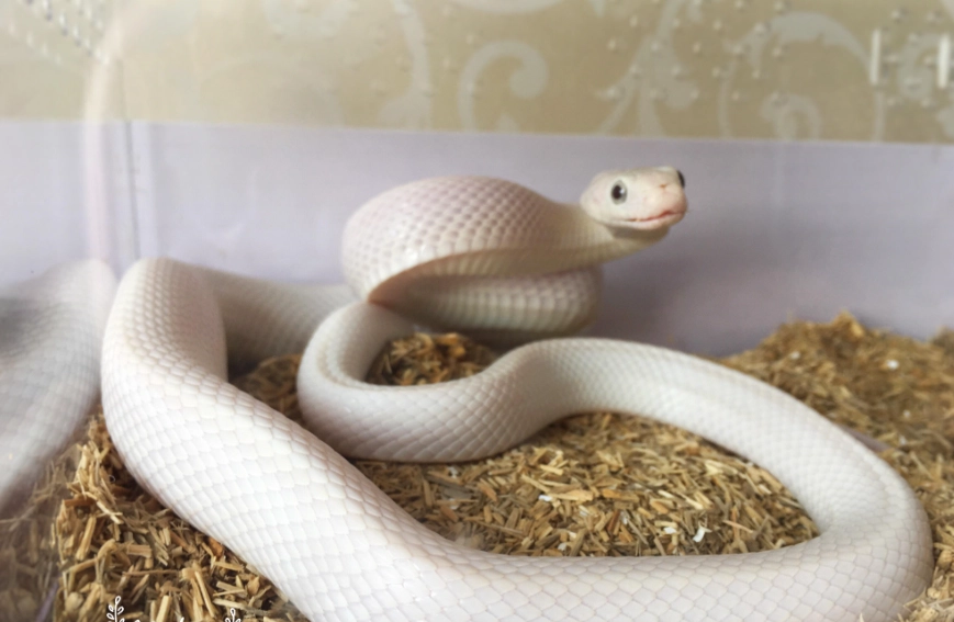寵物蛇飼養 寵物蛇飼養