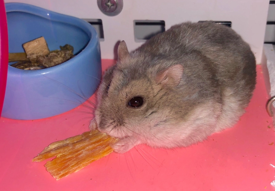 紫仓鼠饲养 紫仓鼠饲养